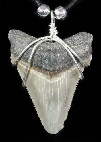 Fossil Angustiden Tooth Necklace - Megalodon Ancestor #47782